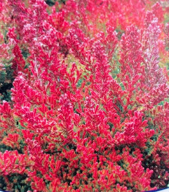 Heather - Calluna Vulgaris: Blaze