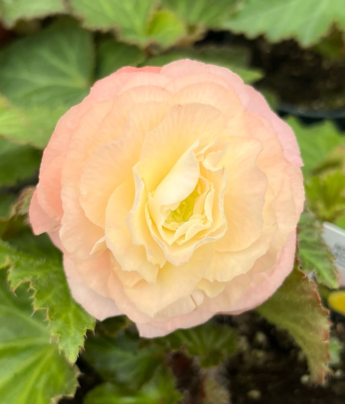 Begonia - Nonstop: Peach Shades