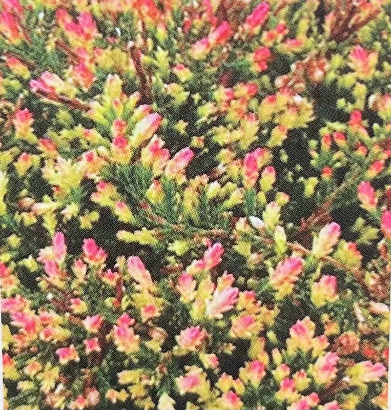 Heather - Calluna Vulgaris: Red Fred