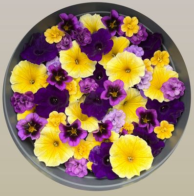 Purple And Yellow