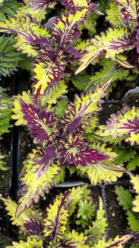 Coleus - Main Street: Rodeo Drive
