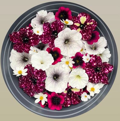 Burgundy Wedding