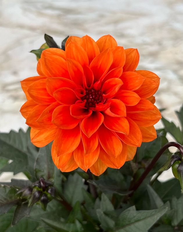Dahlia - City Lights: Apricot Glow