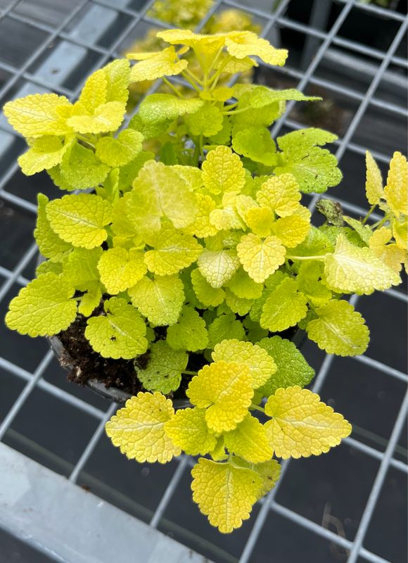 Lamium: Aureum (Golden Dead Nettle)