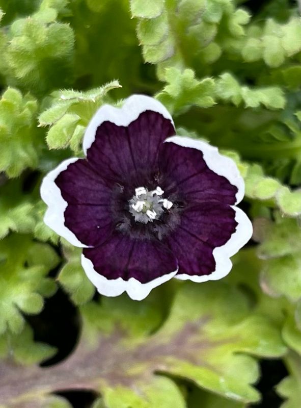 Nemophila: Penny Black