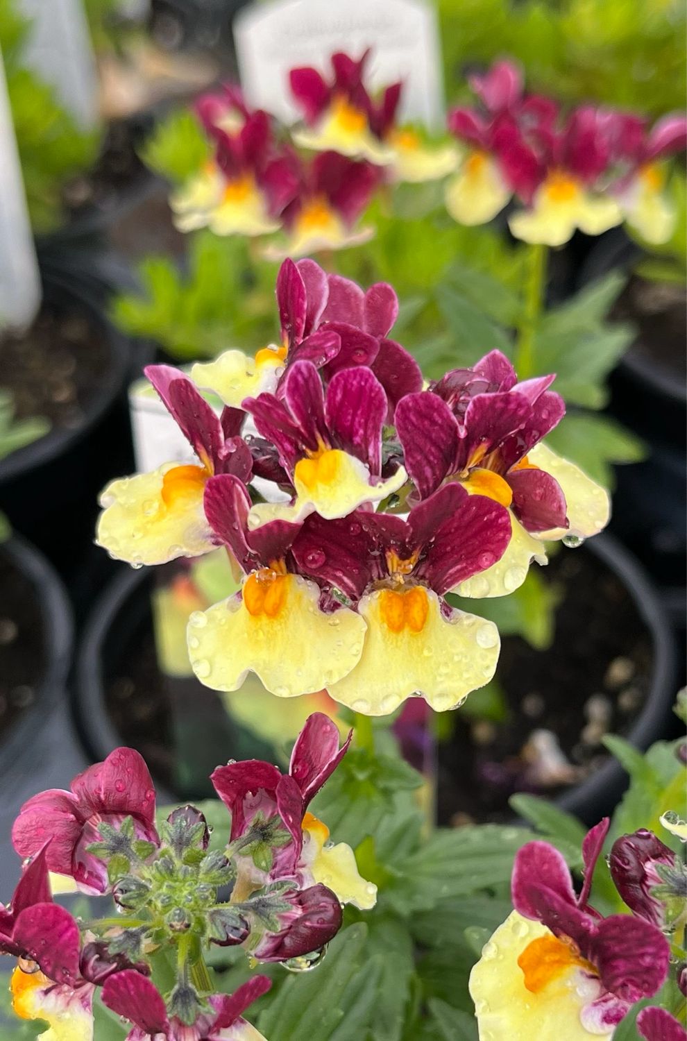 Nemesia - Escential: Raspberry Lemonade