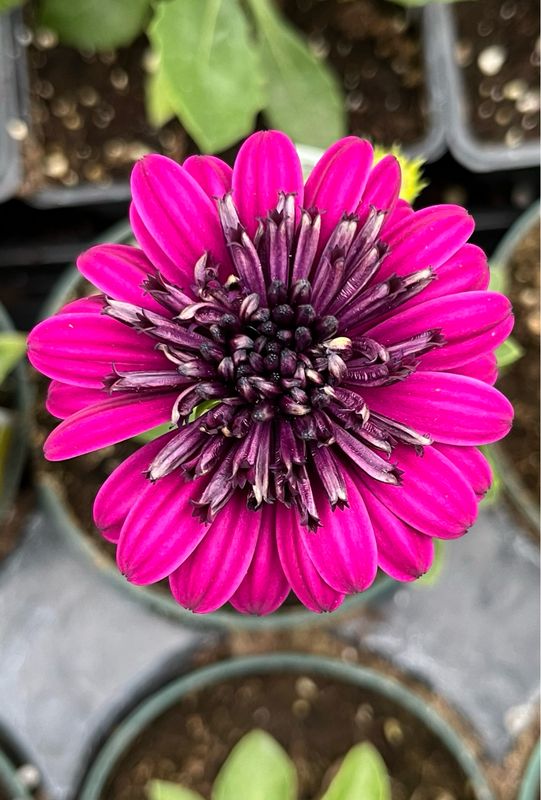 Osteospermum - 4D: Purple
