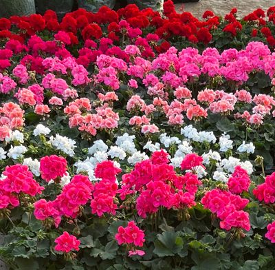 Presto Geraniums
