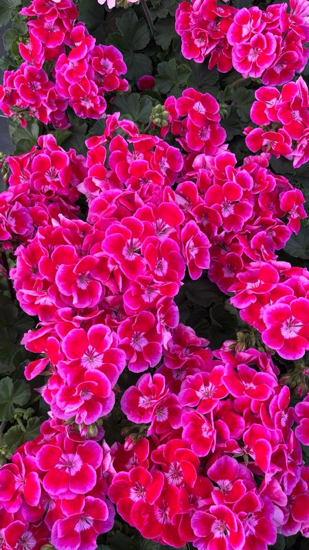 Geranium - Presto: Rose Flare