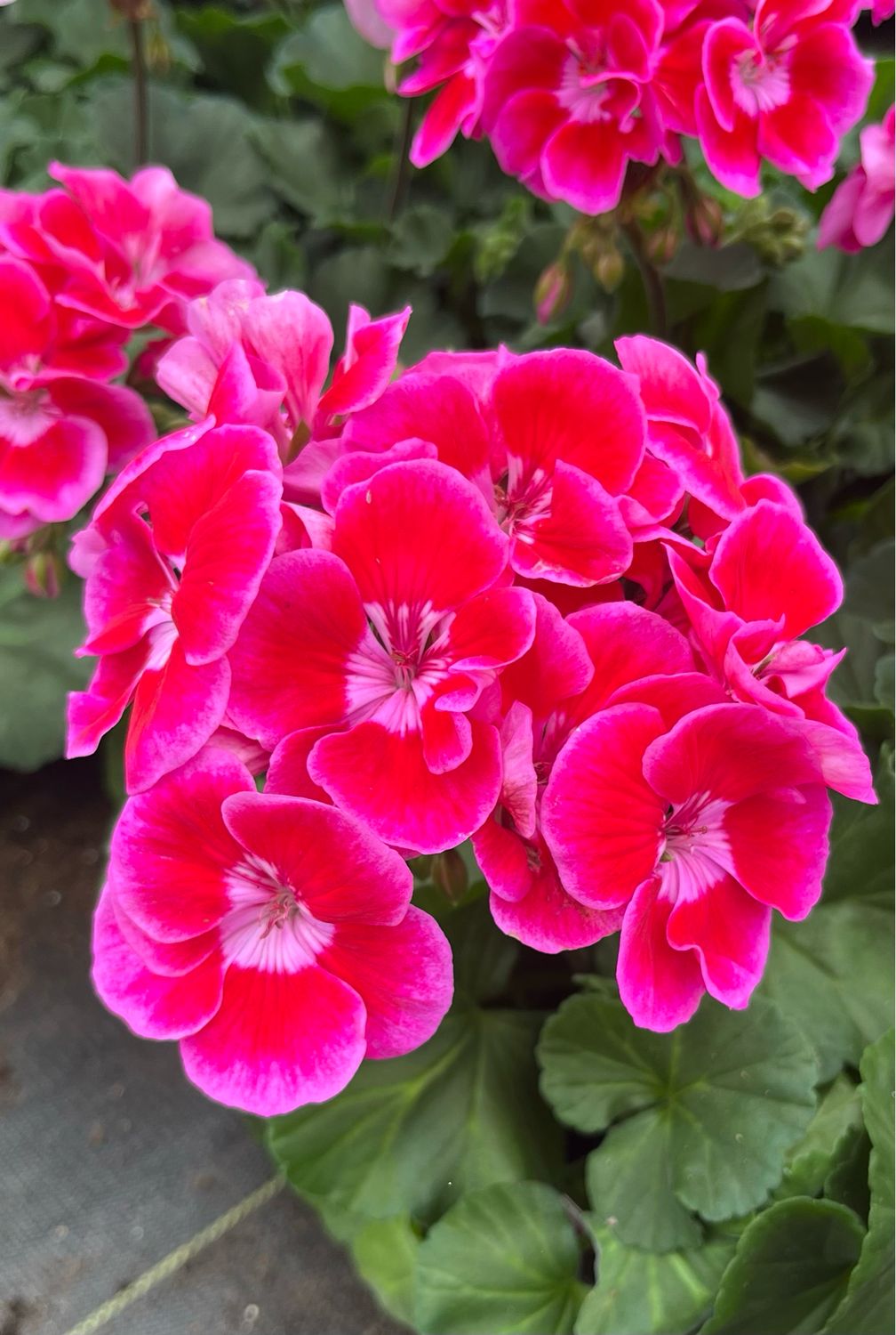Geranium - Presto: Rose Flare