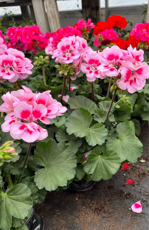 Geranium - Presto: Pink Sizzle