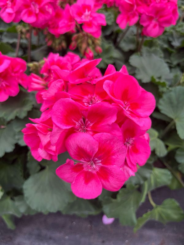 Geranium - Presto: Pink With Eye