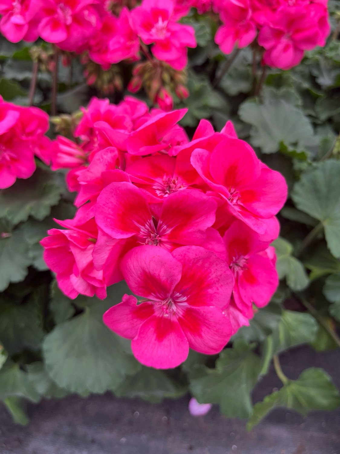 Geranium - Presto: Pink With Eye