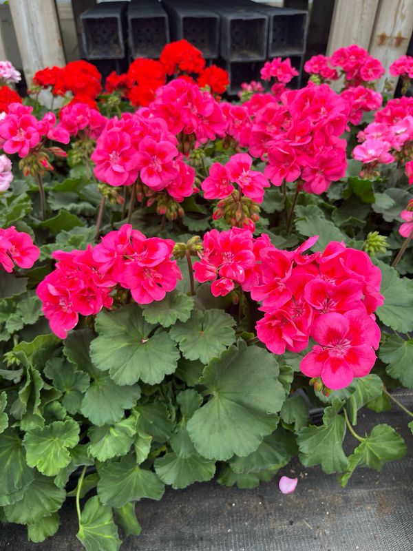 Geranium - Presto: Pink With Eye