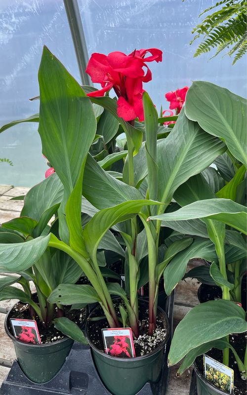 Canna Lily: Cannova Rose