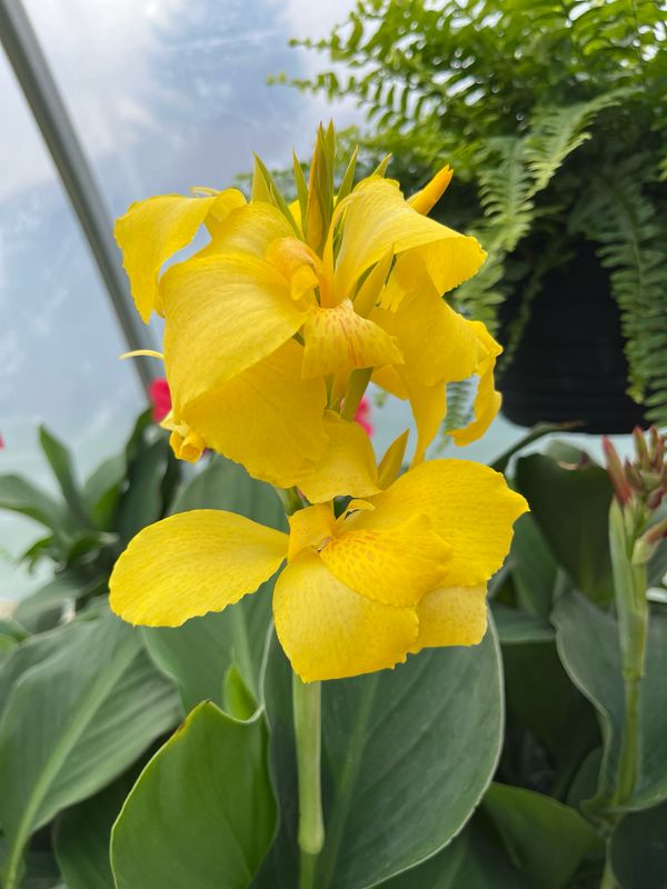 Canna Lily: Cannova Yellow