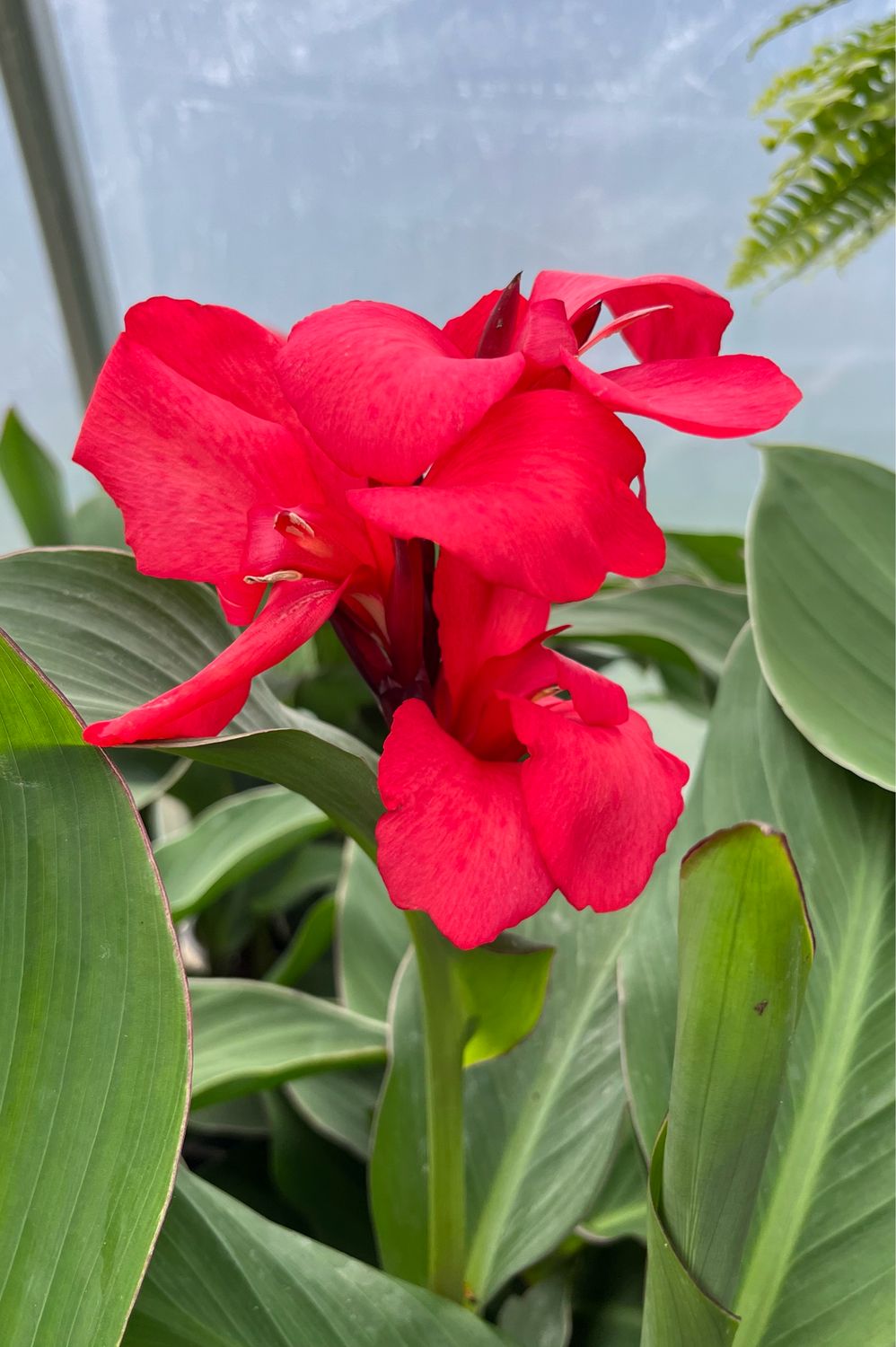 Canna Lily: Cannova Rose