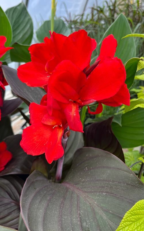 Canna Lily: Cannova Bronze Scarlet