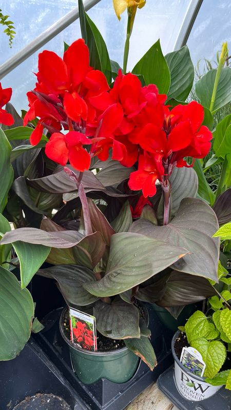 Canna Lily: Cannova Bronze Scarlet