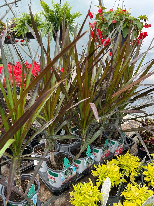 Dracaena: Marginata (Dragon Tree)