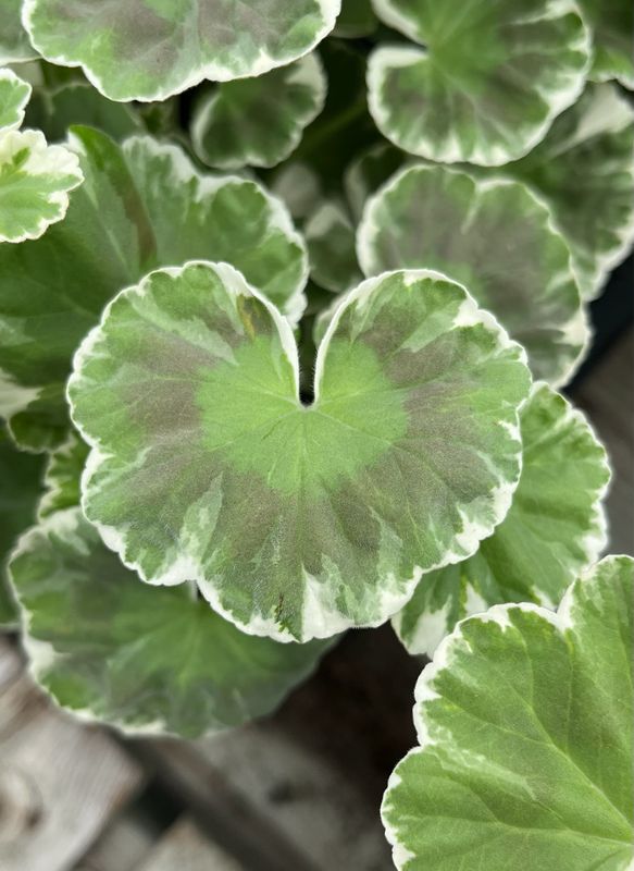 Geranium - Wilhelm Langguth