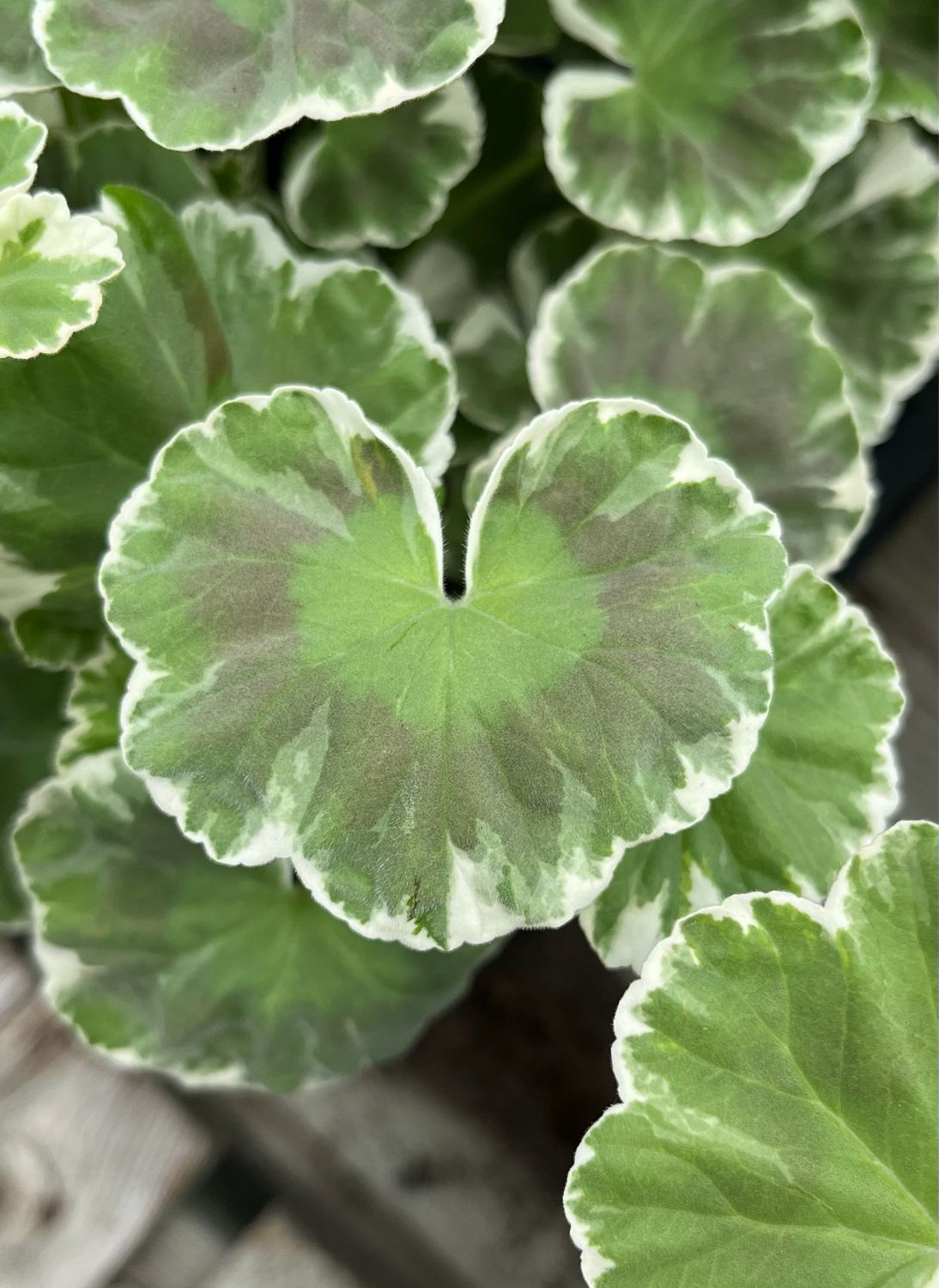 Geranium - Wilhelm Langguth