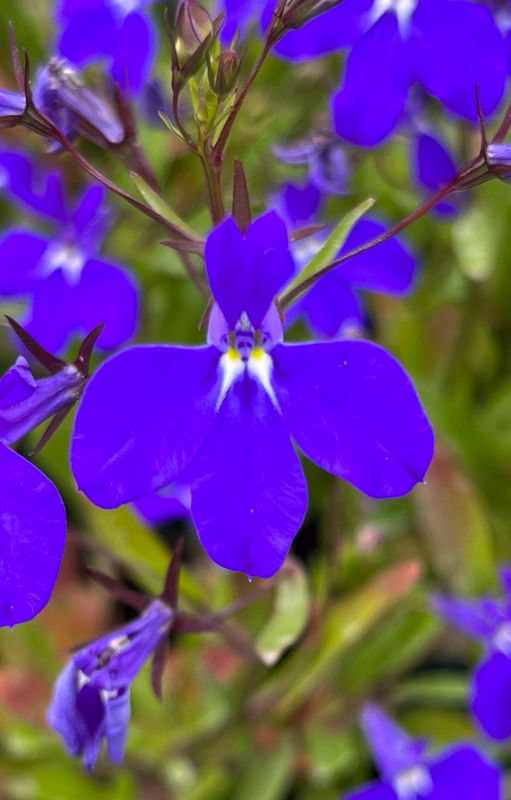 Lobelia - Hot: Royal Blue