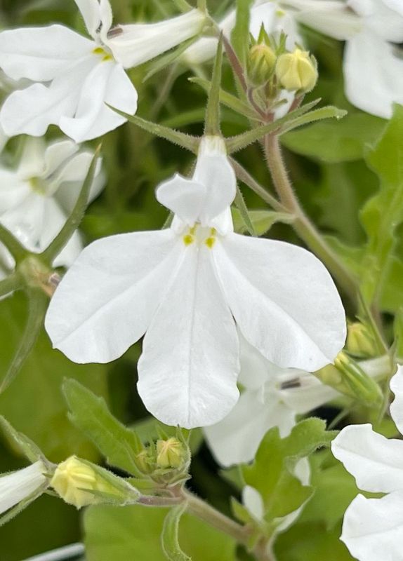 Lobelia - Hot: Snow White