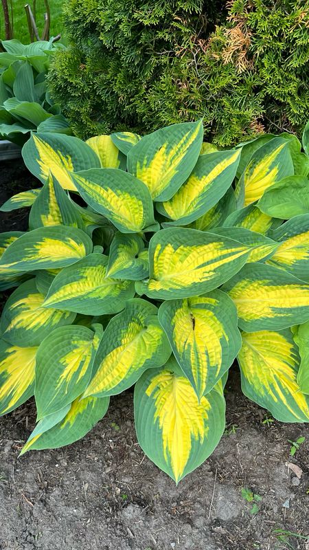 Hosta: June