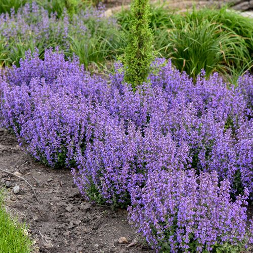 Catmint: Cat's Pajamas