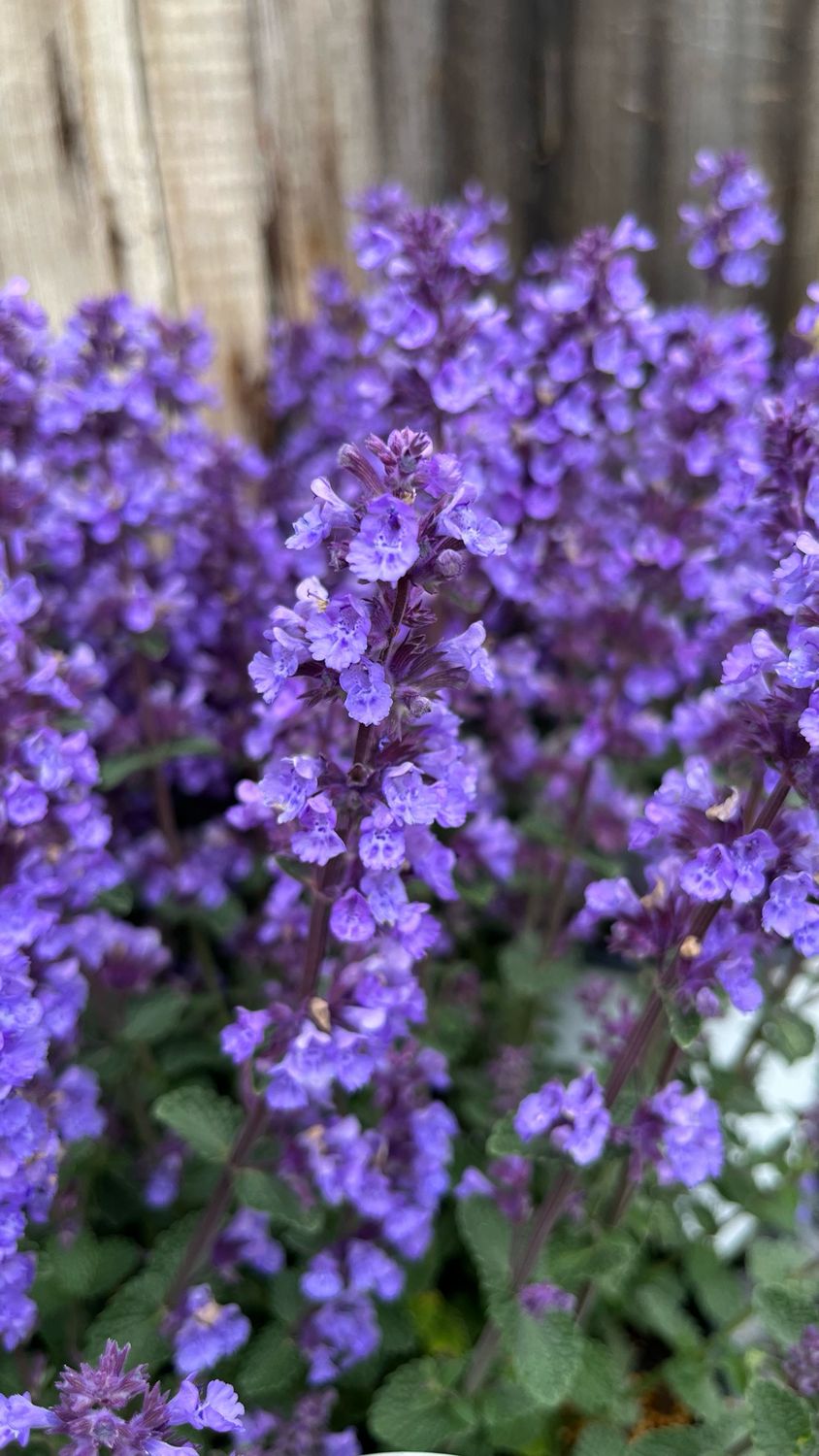 Catmint: Cat&#39;s Pajamas