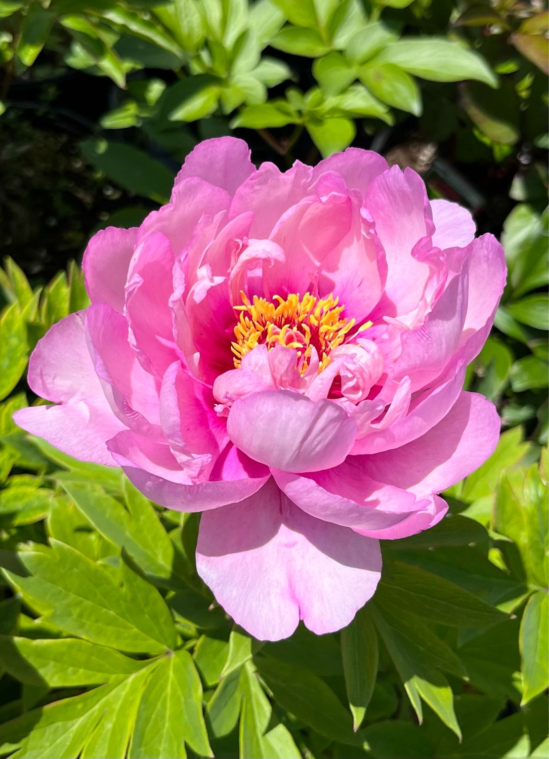 Peony - Itoh: First Arrival