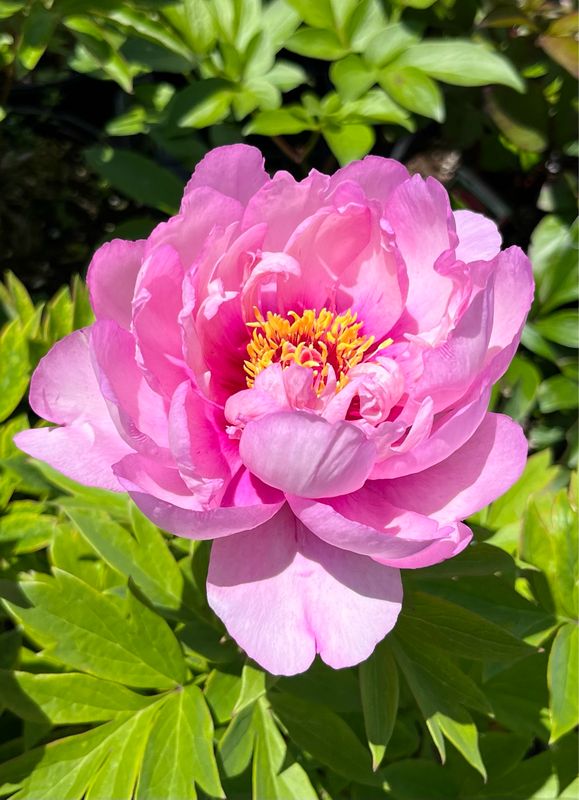 Peony - Itoh: First Arrival