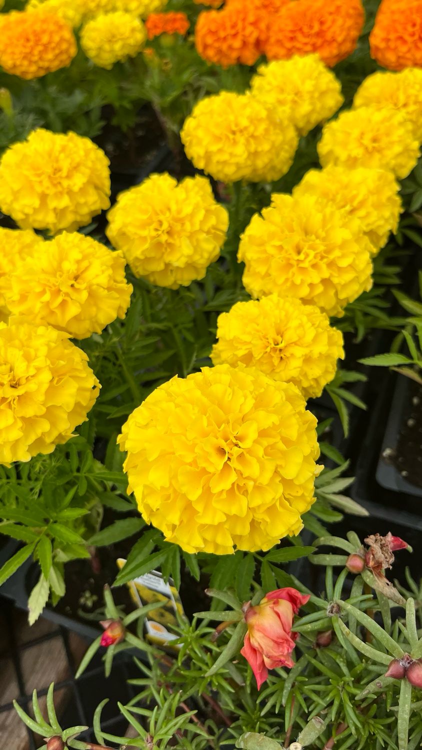 Marigold - Taishan: Yellow (African)