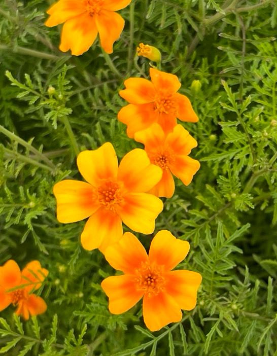 Marigold: Orange Gem