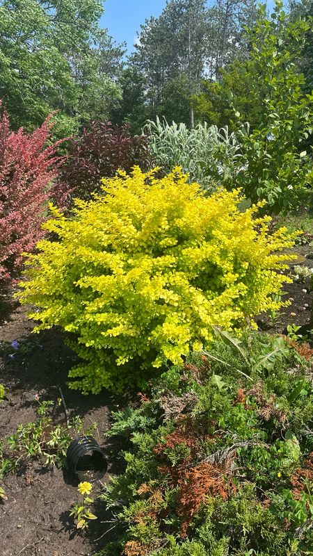Barberry: Dwarf Golden