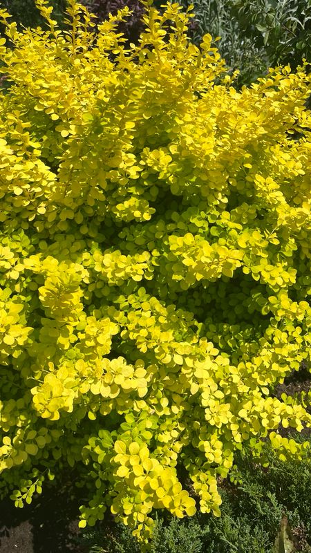 Barberry: Dwarf Golden