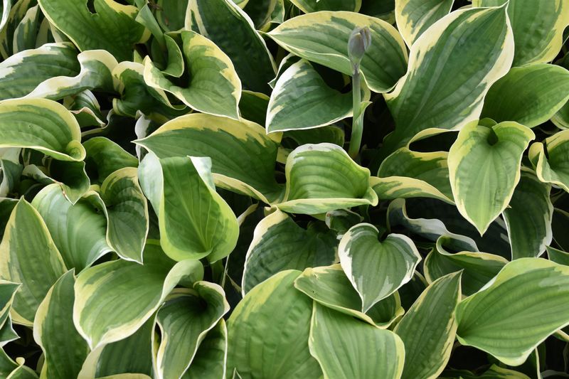 Hosta: Christmas Pageant