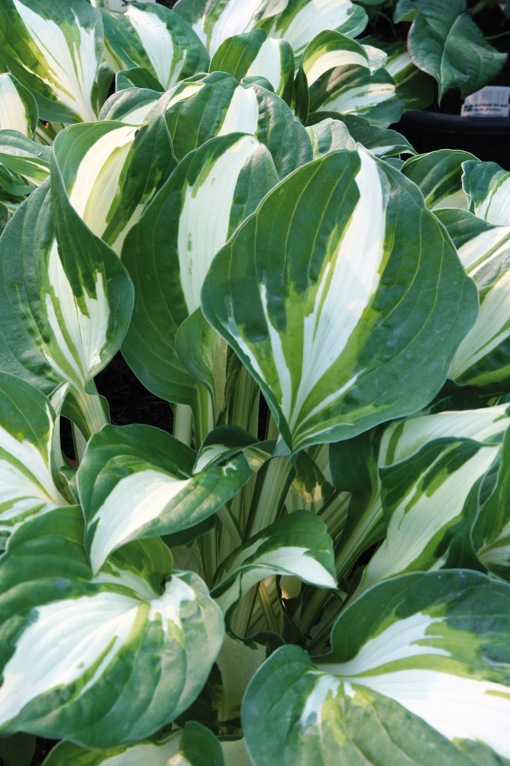 Hosta: Vulcan