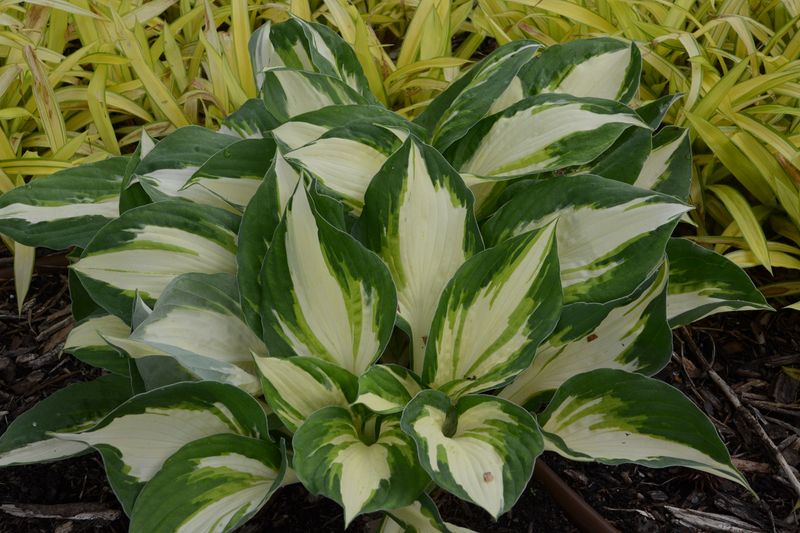 Hosta: Vulcan