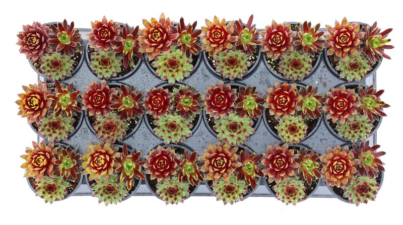 Sempervivum - Chick Charms: Trio Mint & Marmalade