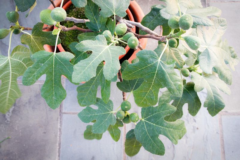 Fig Tree: Ficus Fignomenal