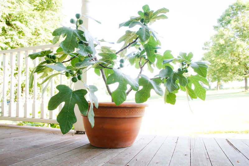 Fig Tree: Ficus Fignomenal