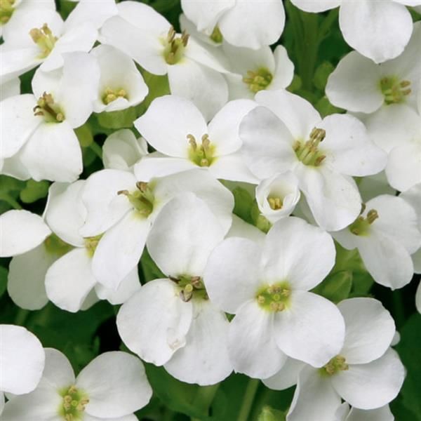 Arabis - Little Treasure: White Arabis - Little Treasure: White