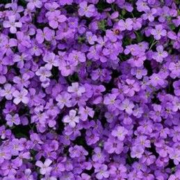 Aubrieta - Cascade: Purple Aubrieta - Cascade: Purple