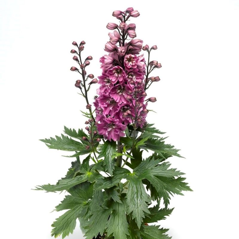 Delphinium: Dusky Maidens Delphinium: Dusky Maidens