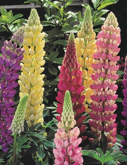 Lupine: Gallery Mix