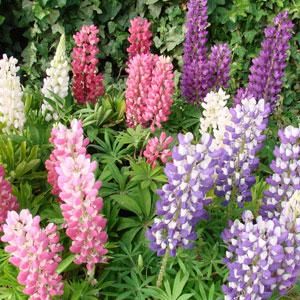 Lupine: Gallery Mix