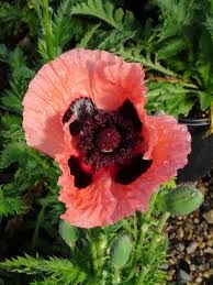 Papaver: Princess Victoria Louise (Oriental Poppy)