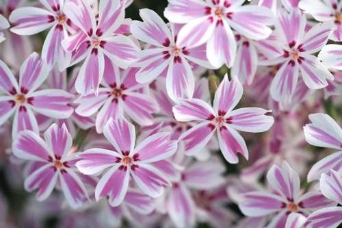 Phlox:  Candy Stripe (Creeping Phlox)